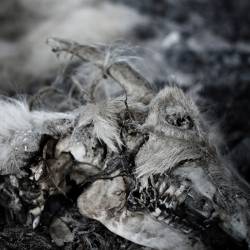 Aphonic Threnody : When Death Comes